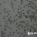 곡성귀뚜라미