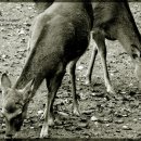 종일사슴 이미지