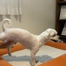 서른살나의펫 이미지