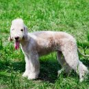 애견백과 - 베들링턴 테리어 (Bedlington Terrier) 이미지