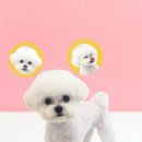 애견미용실 이미지