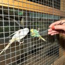 정선아기동물농장 이미지