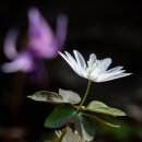 함께 걷는 사람들 | 화야산 야생화 산행 | 얼레지의 산책, 봄에 마음을 빼앗긴 날