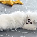 온잇독 이미지