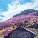 명상주차장(대금산 아래) | " 2026 거제도 대금산 진달래 개화 현황: 율천(반깨) 고개 주차장 가는 법"