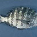 - 양머리돔 Sheepshead 이미지