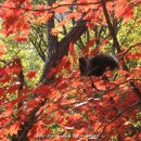 관악산 청설모의 가을먹이 사냥(자하동천계곡 연수샘 동측) 이미지