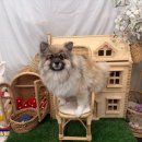 개르띠에 이미지