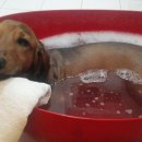 딜리동물병원 이미지