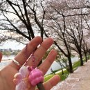 디지털벨리로 | 2026 여의도 벚꽃축제 서울벚꽃명소 윤중로 호텔스컴바인 맥스 X 벨리곰