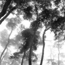 소나무숲 이미지