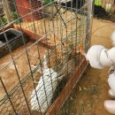 용인딸기체험 [포레스트 벨] 딸기농장 아이랑 다양한 동물 먹이 체험 주말 나들이로 완전 추천드려요!