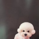 시루 반려견 미용 이미지