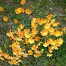 꽃이 피면 이미지