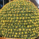 북구청광장 이미지