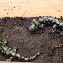 타이거샵 이미지