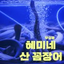 원주 꼼장어 무실동 맛집 &#39;혜미네 산 꼼장어 민물장어&#39; 현지인 추천