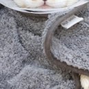 고양이묭실 이미지