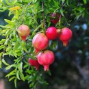 석류(pomegranate, 石榴)나무의 효능효과 이미지