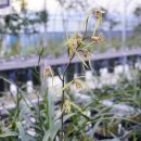 제주한란전시관 이미지