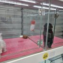 댕댕프렌즈 이미지