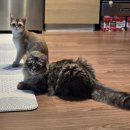 왈랑 | 마닐라 마카티이민1년차 후기