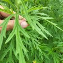 영부농장 이미지