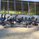 동녁골농장 이미지