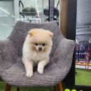 그린테니스아카데미 네이버블로그