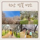 연화마을(청소년문화의집 방향) | 천안 벚꽃 실시간 개화상황 ft. 피크닉 명소 지산공원