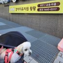 이리유치원 | 마포구 강아지 유치원 왕왕, 복동이 사회성 훈련 후기