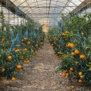 하늘농산 | 제주 천혜향 산지직송 후기! 껍질 얇고 과즙 터지는 고당도 고르는 법