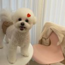 뽀송뽀송 애견미용 | 대전동구애견미용 뽀송뽀송 솜사탕 변신 몽실이 미용 후기