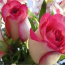 일성인포상가 이미지