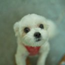 Dear My Pet 이미지