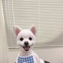 찰리애견미용샵 이미지