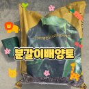 중앙원예 | 영양 가득 골든테라 배양토로 바질심기 원예용흙 10L 분갈이 후기