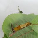 먹그림나비 애벌레의 변신 이미지