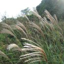 바람따라 이미지