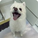 휴먼의료기 | 강아지 필포켓 활용도 그리고 장건강도 챙겨요