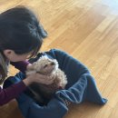 고려보조기 | 광명강아지맞춤보조기 ‘은해펫서울경기지점’ 노견 슬개골탈구 방지 맞춤제작 보조기 후기 🐶✨