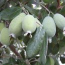 페이조아 구아바 (Feijoa Acca) 이미지