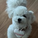 법곡길 | 아산, 우리 냥이 인생 미용 맛집 탐방 후기!