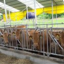 한우사육 이미지