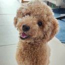 멍마고우 네이버블로그