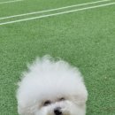 피개행개 이미지