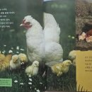 자연오리 이미지