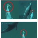 돌고래PC 이미지