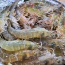 전등사로 초지로 | 강화도 회 맛집 혜자로웠던 강화도 전등사 맛집