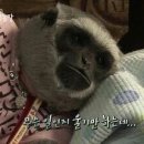 우리장 이미지